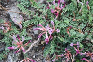 astragalus monsspessulanus (1200 x 801)